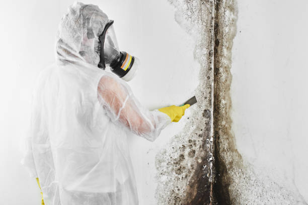 Crawl Space Mold Removal in Verona Walk, FL