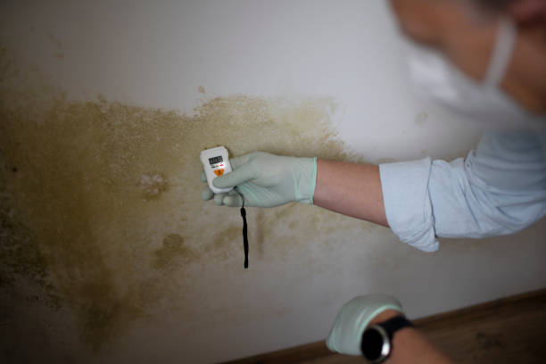 Mold Removal and Inspection in Verona Walk, FL