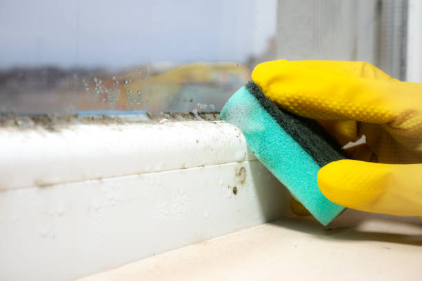 Best Commercial Mold Removal  in Verona Walk, FL