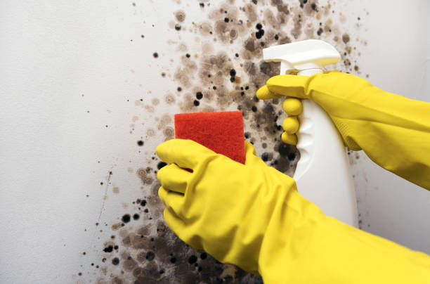 Best Office Mold Removal Services  in Verona Walk, FL