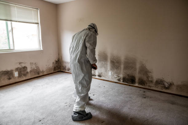 Mold Removal Process in Verona Walk, FL