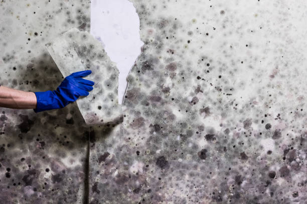 Best Mold Removal and Inspection  in Verona Walk, FL